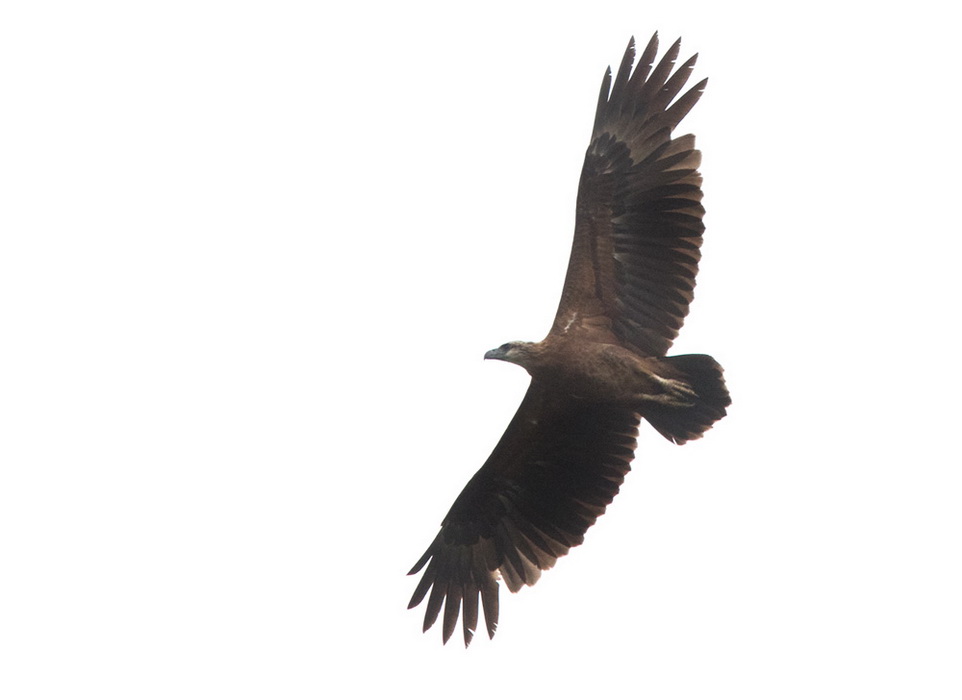 Sanford's Sea Eagle