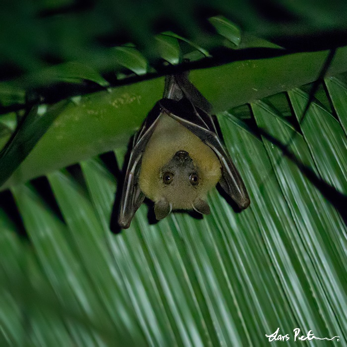 Lesser Dog-faced Fruit Bat