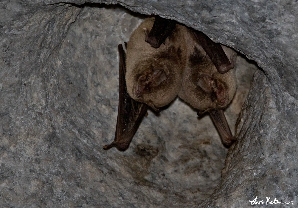 Schreiber's Bent-winged Bat