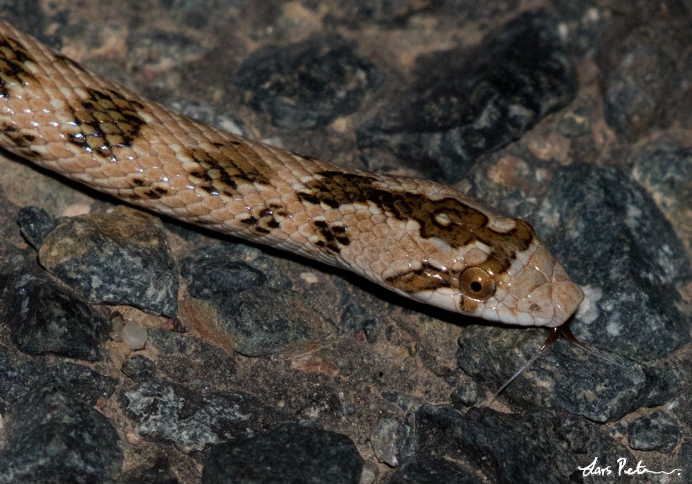 Crowned Leafnose Snake (Common Leaf-nosed Snake)