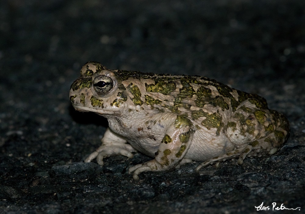 Cyprian Green Toad