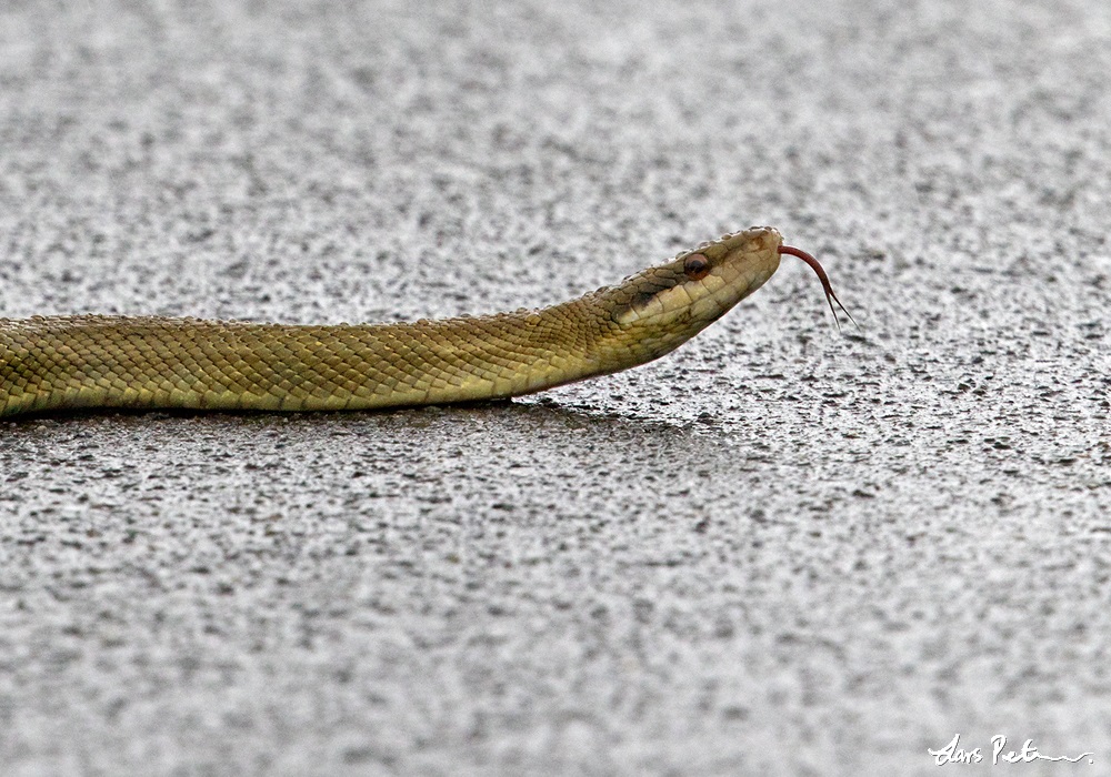 Beauty Snake