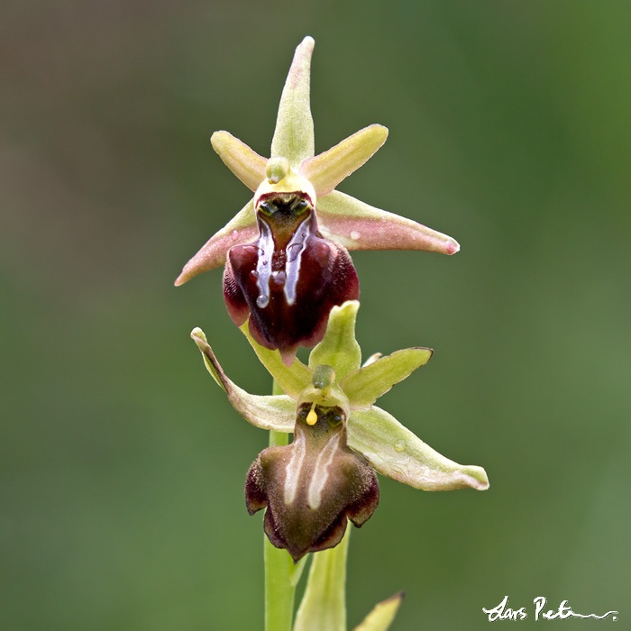 Early Spider-orchid