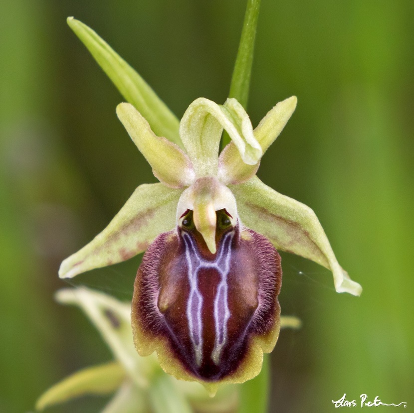 Ophrys alasiatica