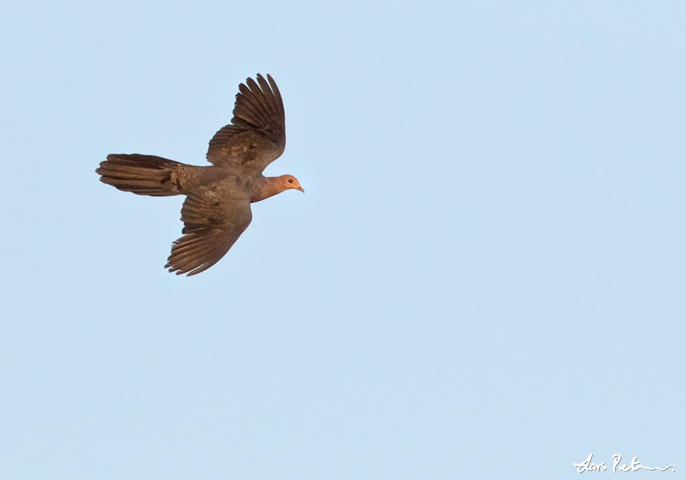 Philippine Cuckoo-Dove