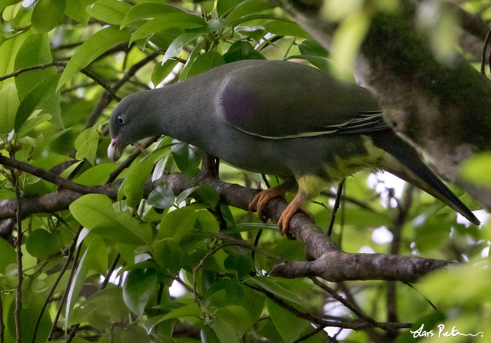 Sao Tome Green Pigeon