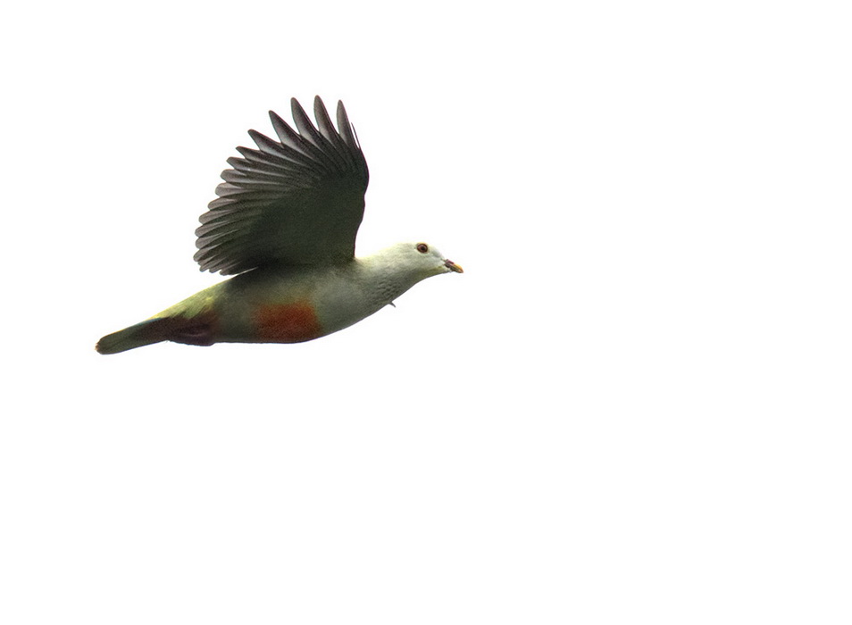 Silver-capped Fruit Dove