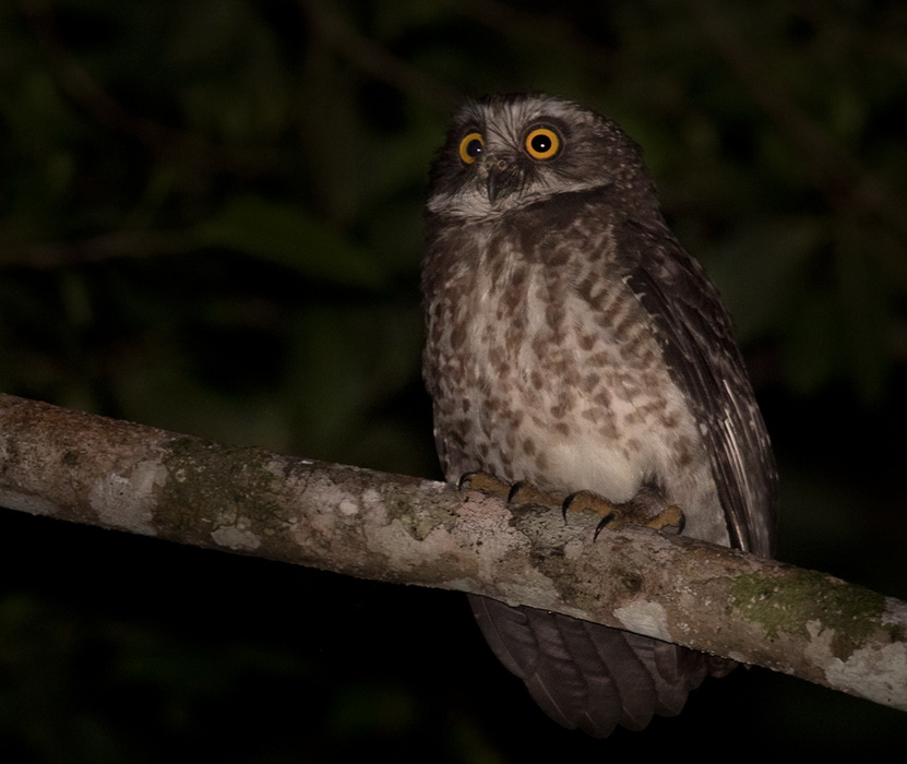 Guadalcanal Owl
