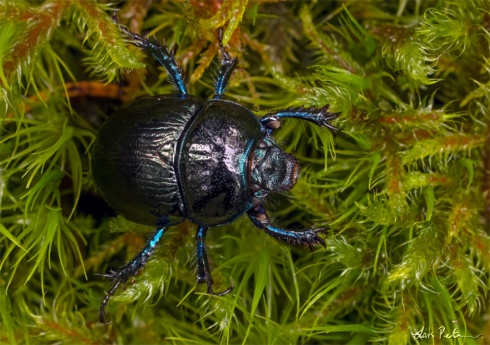 Wood Dor Beetle