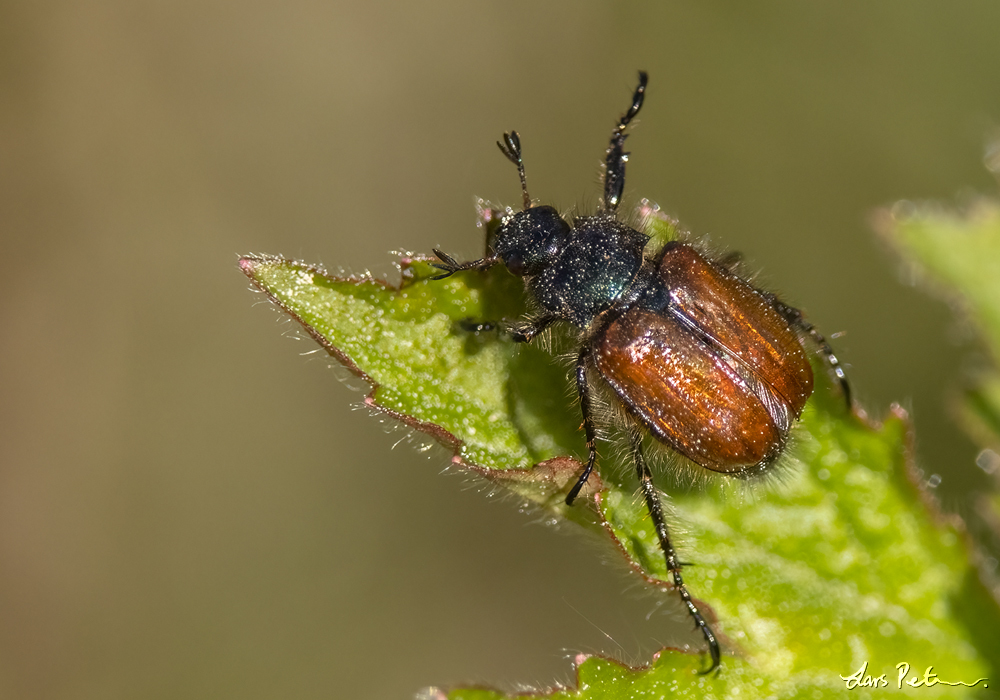 Garden Foliage Beetle