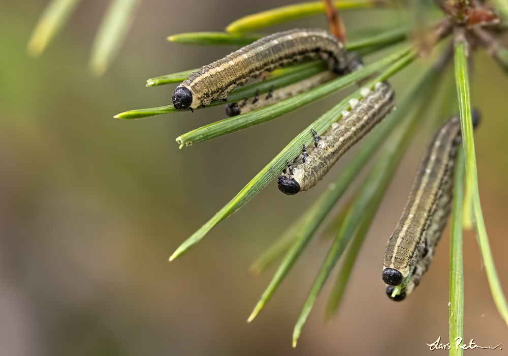 European Pine Sawfly