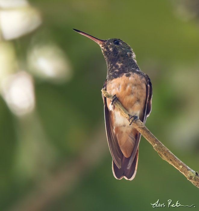 Chestnut-bellied Hummingbird