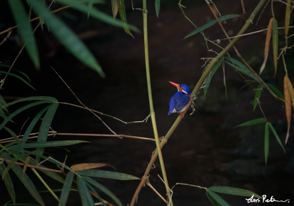 Principe Kingfisher