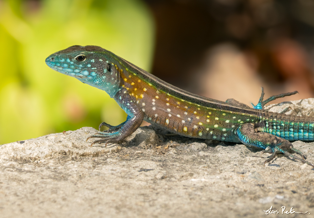 Gaige’s Rainbow Lizard