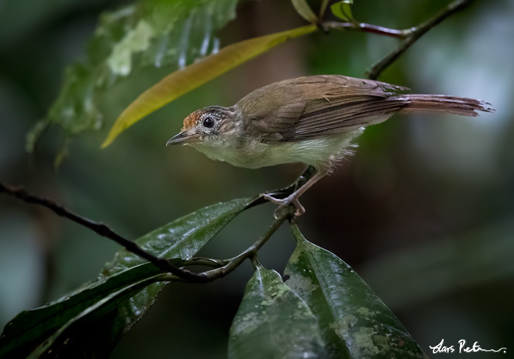 Scaly-crowned Babbler