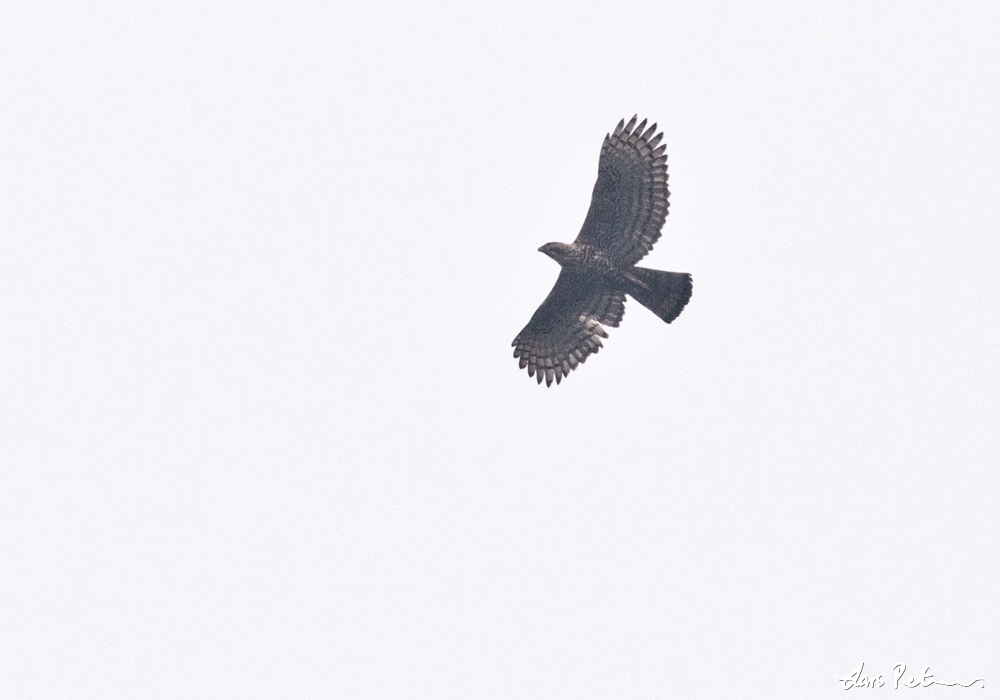 Javan Hawk-Eagle