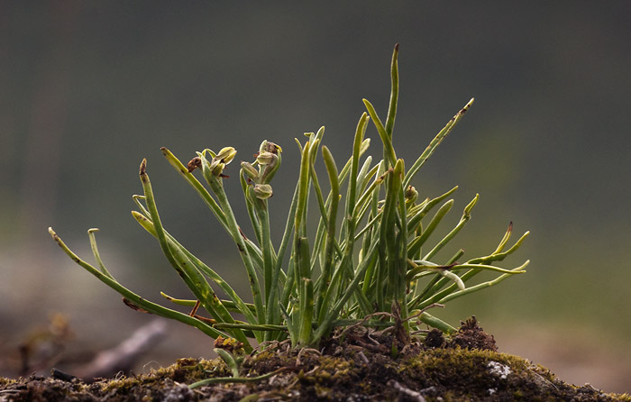 Dvärgyxnet stod nog i sin prakt en vecka tidigare (Chamorchis alpina).