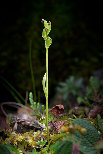 En helt överblommad lappfela (Platanthera obtusata).