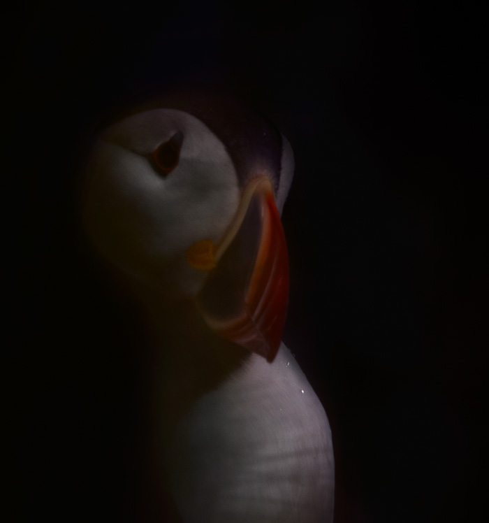 Lunnefågel (Fratercula arctica).