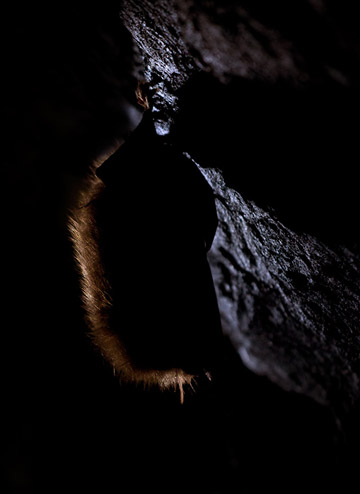 Långörad fladdermus hänger i dvala i näst intill totalt mörker (Plecotus auritus).