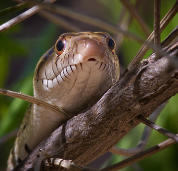 Pine Gopher Snake (Pituophis melanoleucus)