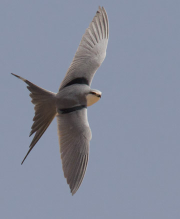 Scissor-tailed Kite (Chelictinia riocourii).