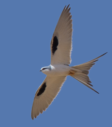 Scissor-tailed Kite (Chelictinia riocourii).