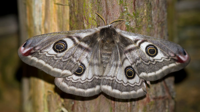 Mindre påfågelspinnare / Emperor Moth (Saturnia pavonia).