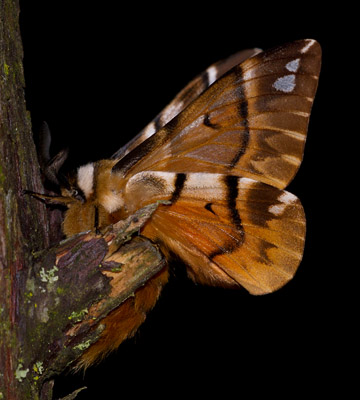 Skäckspinnare / Kentish Glory (Endromis versicolora).