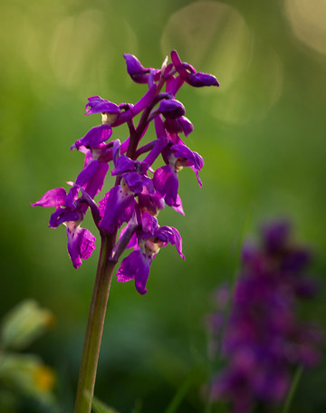 Early-purple Orchid / Sankt Pers nycklar (Orchis mascula).