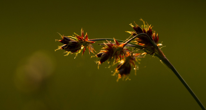 Heath Wood-rush / Ängsfryle (Luzula multiflora).