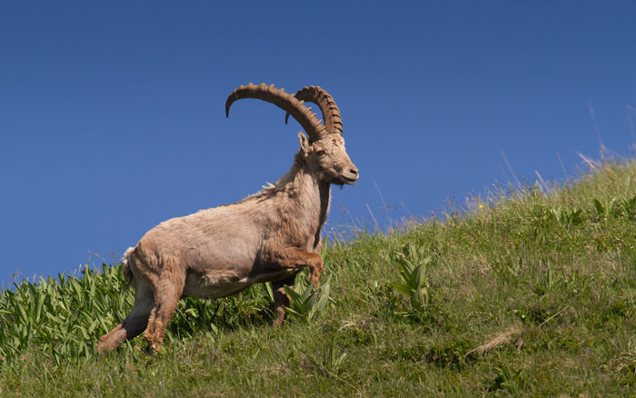 Alpstenbock / Alpine Ibex (Capra ibex)