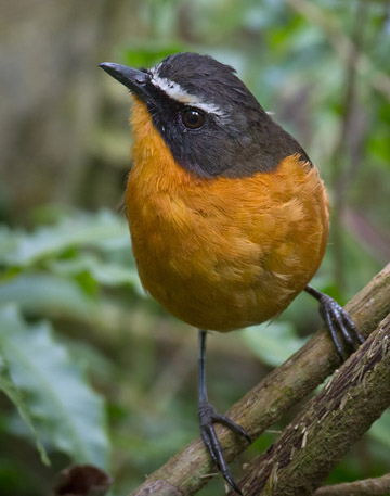 Bergssnårtrast / Mountain Robin-Chat (Cossypha isabellae).