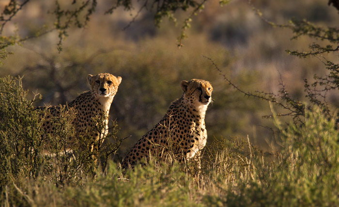 Gepard  / Cheetah (Acinonyx jubatus)