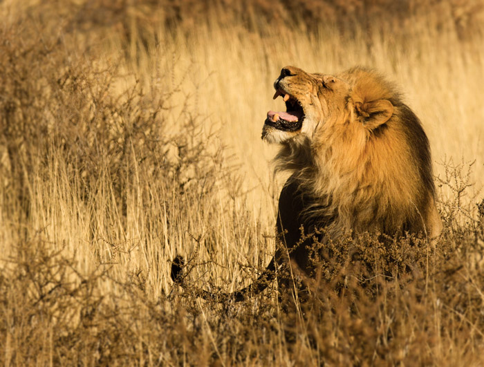 Lejon / Lion (Panthera leo)