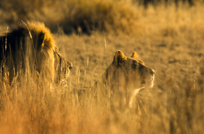 Lejon / Lion (Panthera leo)
