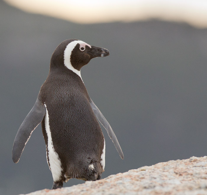 Sydafrikansk pingvin / Jackass Penguin (Spheniscus demersus)