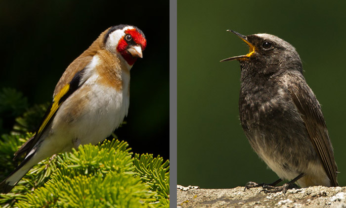 Steglits och Svart rödstjärt / European Goldfinch and Black Redstart (Carduelis carduelis and Phoenicurus ochruros) 