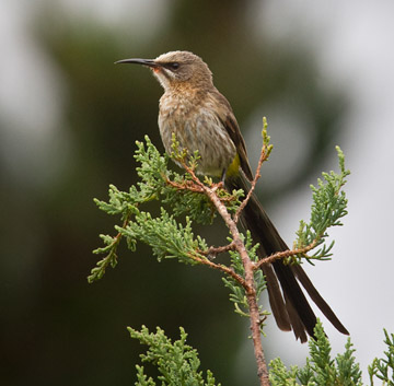 Kapsockerfågel / Cape Sugarbird (Promerops cafer)