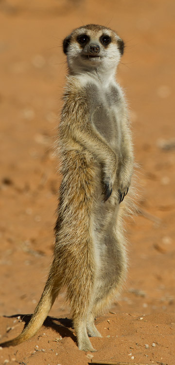 Surikat / Meerkat (Suricata suricata)