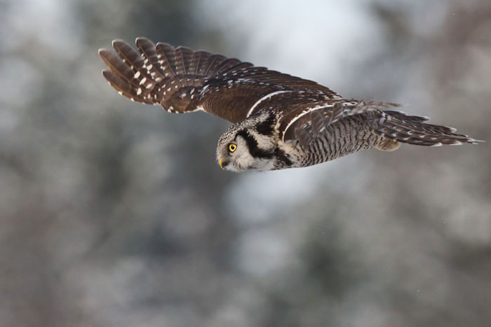 Hökuggla / Northern Hawk-Owl (Surnia ulula)