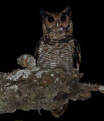 Frasers uv / Fraser's Eagle-Owl (Bubo poensis)