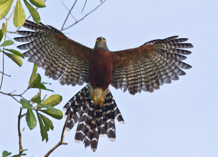 Långstjärtad hök / Long-tailed Hawk (Urotriorchis macrourus)