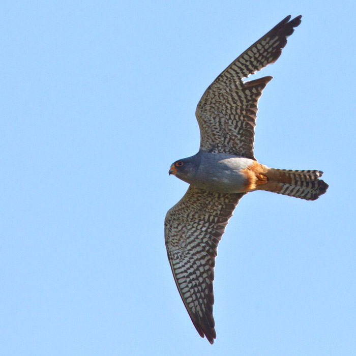 Aftonfalk /  Red-footed Falcon (Falco vespertinus)