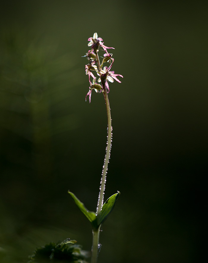 Spindelblomster / Lesser Twayblade  (Listera cordata)