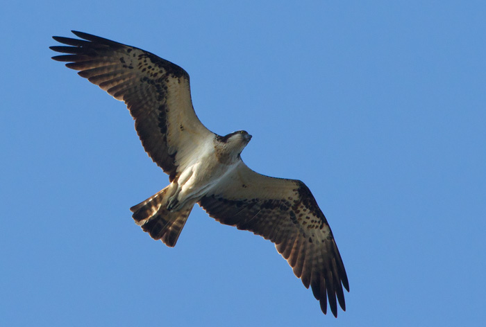 Fiskgjuse / Osprey (Pandion haliaetus)