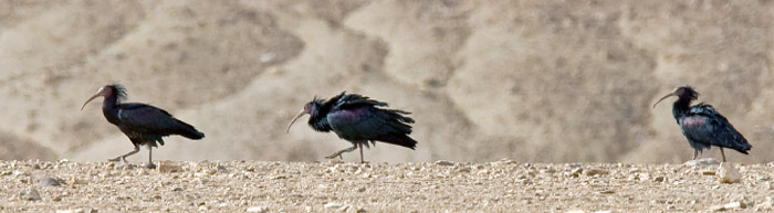 Eremitibis / Northern Bald Ibis (Geronticus eremita)