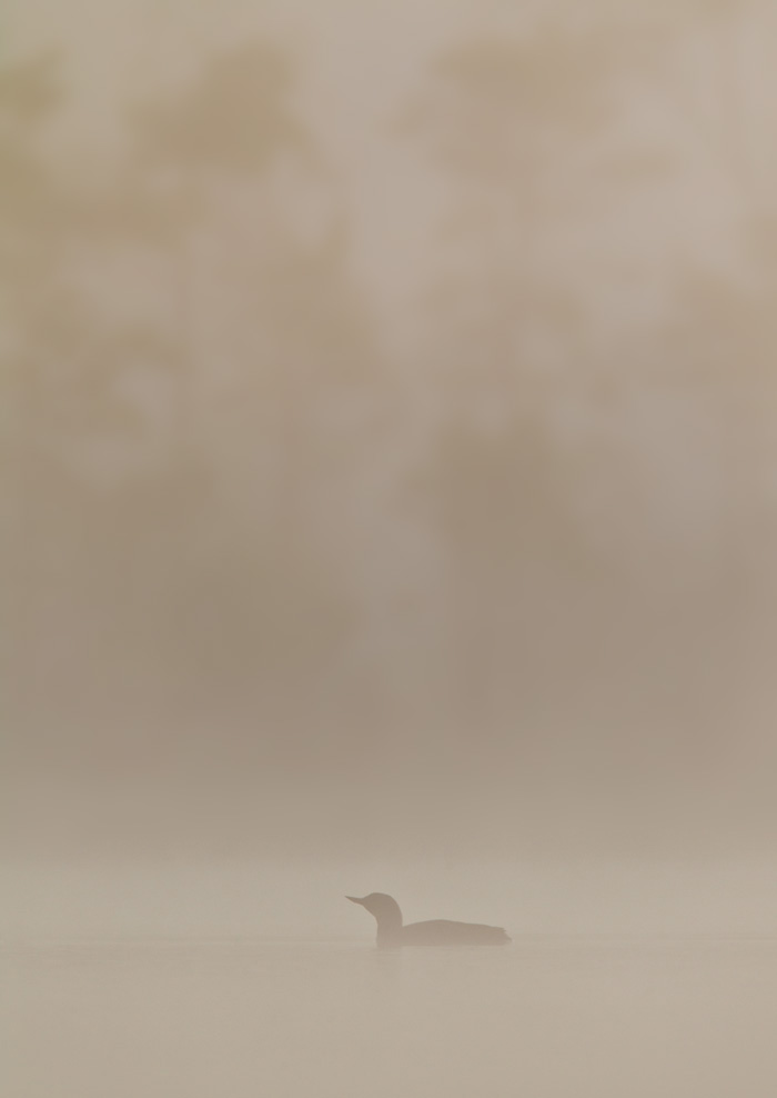 Smålom / Red-throated Loon (Gavia stellata)
