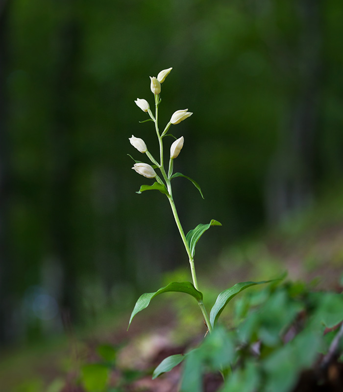 Stor skogslilja / White Helleborine (Cephalanthera damasonium)