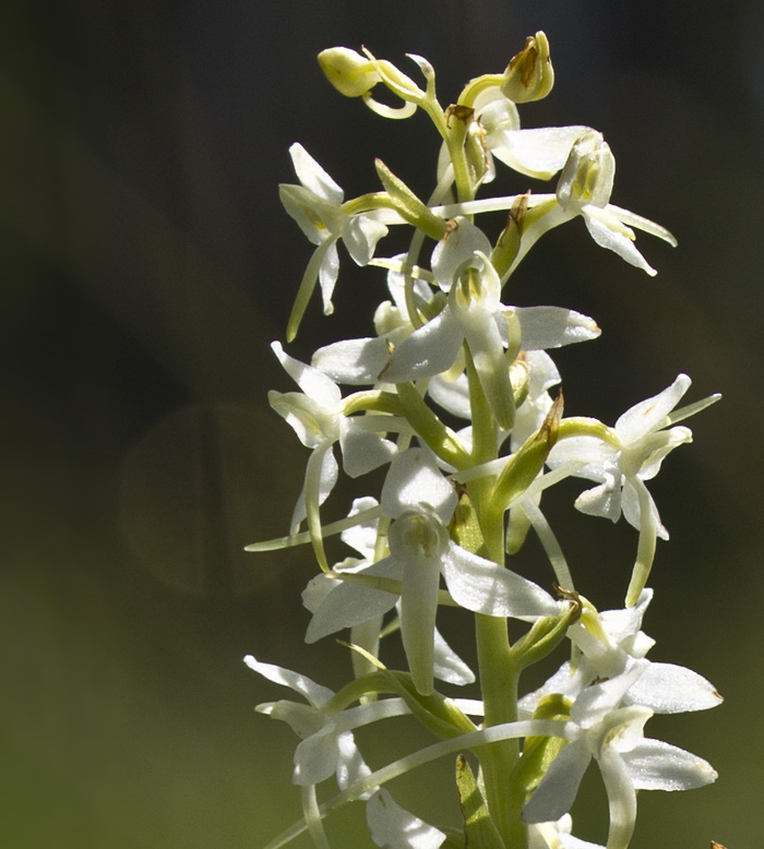 Skogsnattviol / Lesser Butterfly-orchid (Platanthera bifolia ssp. latiflora)